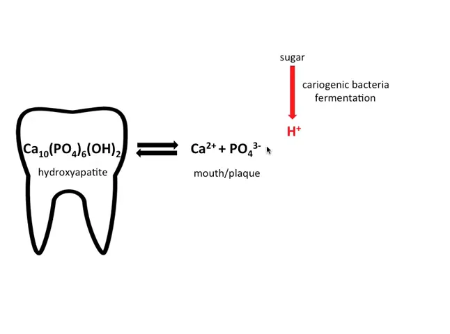 bacterii care fermentează zahărul și produc acid lactic